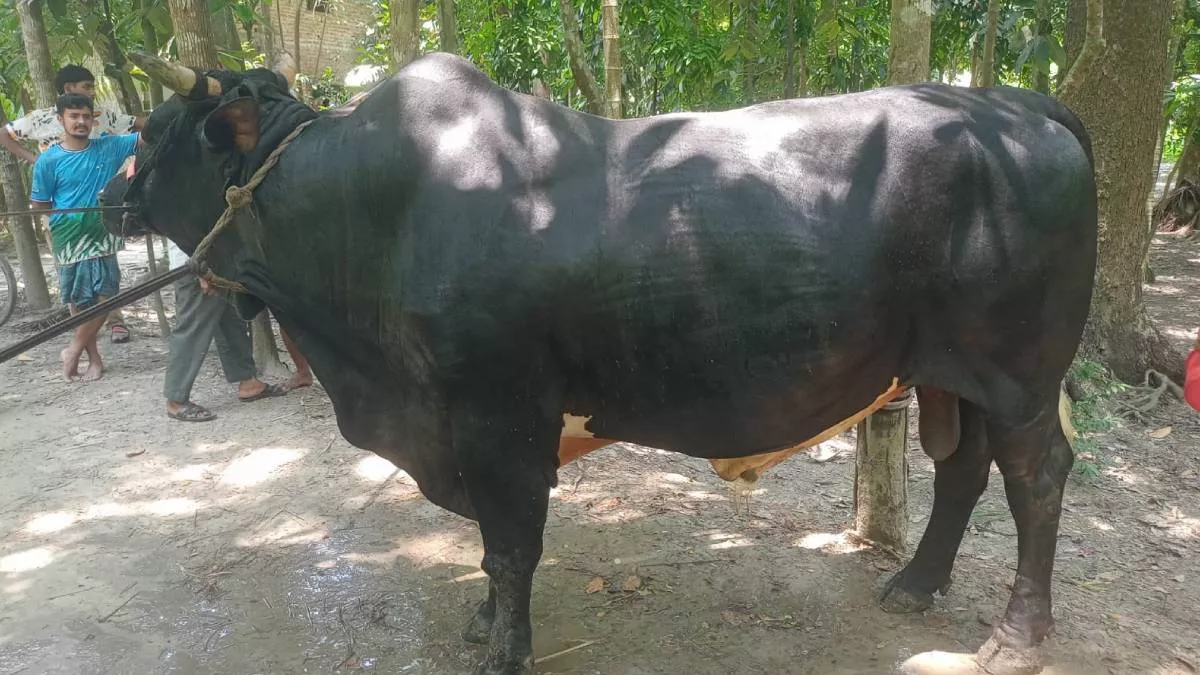 ১৪০০ কেজির ‘বাদশা’ কে নিয়ে দুশ্চিন্তায় মালিক