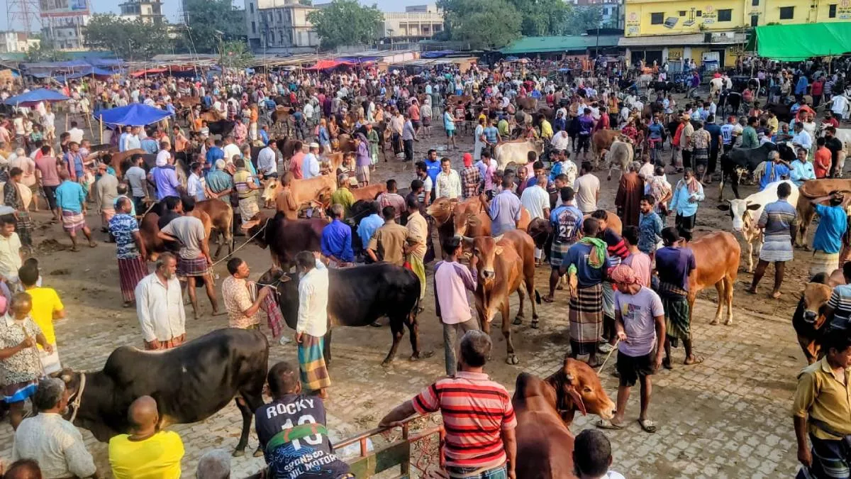 বগুড়ায় চাহিদার চেয়ে বেশি কুরবানির পশু, দাম বাড়ার আশা খামারিদের