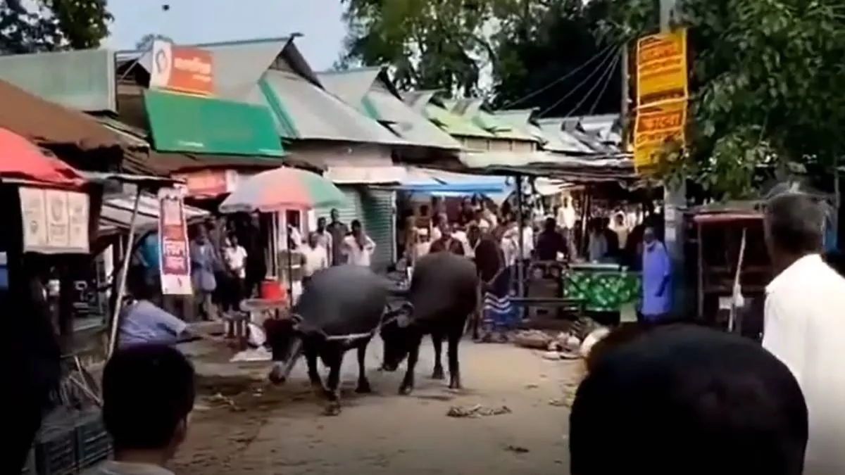 জামালপুরে কোরবানির হাটে মহিষের আক্রমণে প্রাণ গেল দুইজনের
