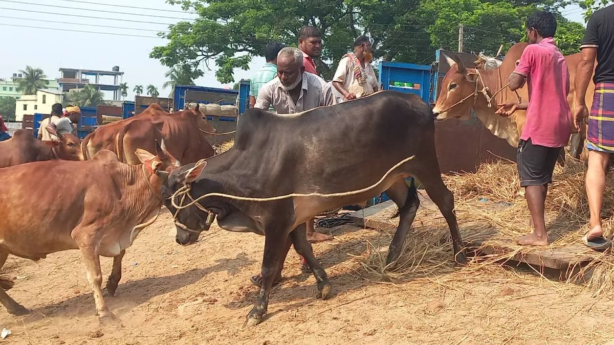 বড় গরুতে অনীহা, বাড়ছে ছোট ও মাঝারির চাহিদা