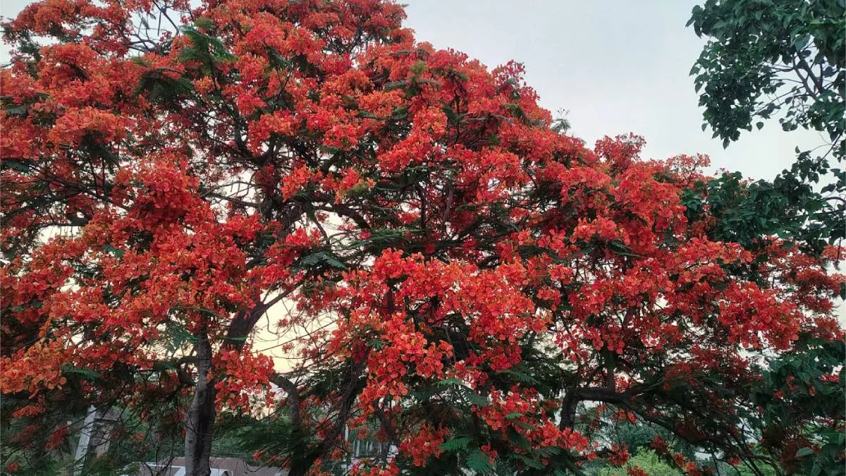 মধুখালীতে কৃষ্ণচূড়ার রঙে মোড়ানো পথঘাট, মুগ্ধ প্রকৃতিপ্রেমীরা