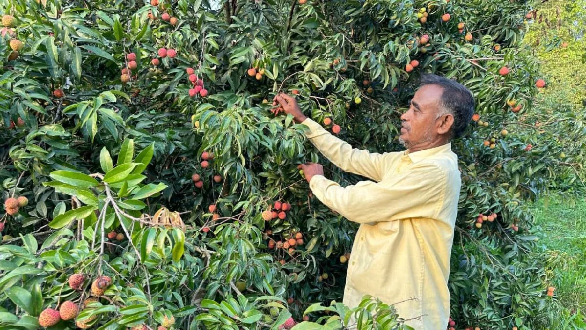 পেকুয়ায় ‘চায়না থ্রি’ জাতের লিচু চাষে ইউনুসের ভাগ্য বদল
