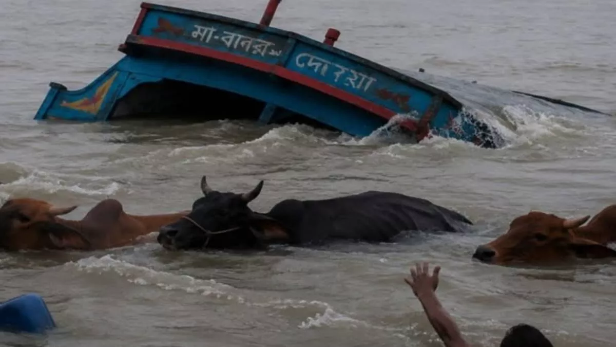 পদ্মায় ঝড়ে ট্রলারডুবি: নিখোঁজ ব্যবসায়ী, ভেসে গেল ২৩ কোরবানির গরু