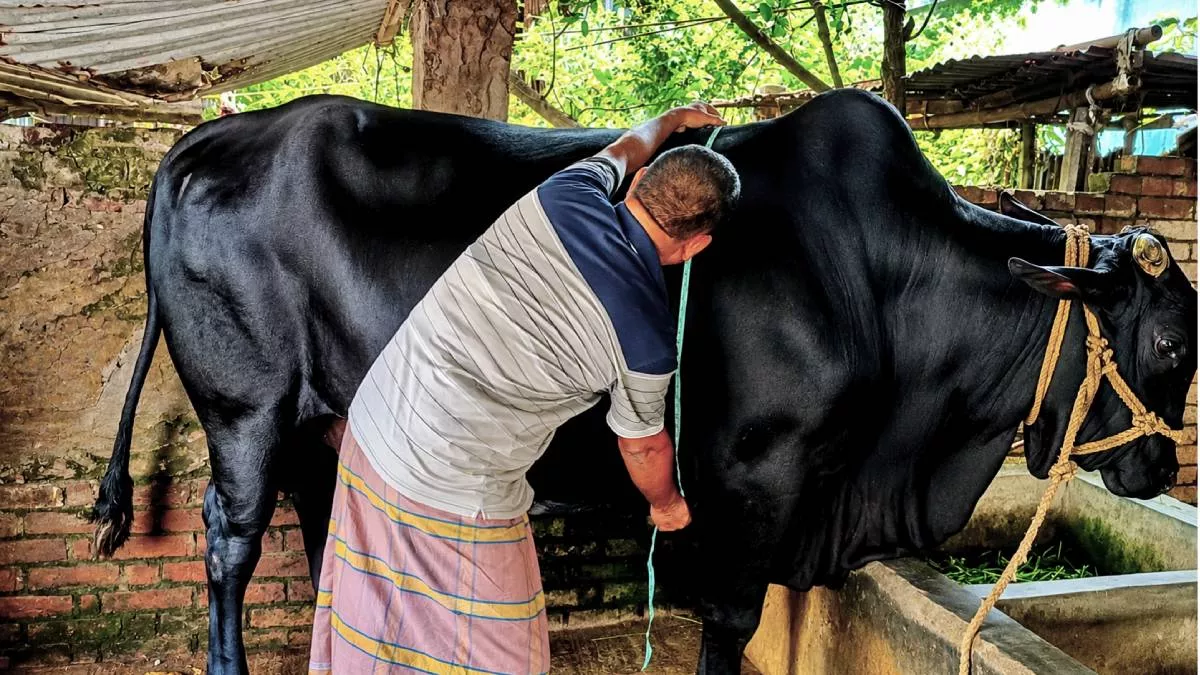 কোরবানির হাট মাতাতে প্রস্তুত ৪০ মণের ‘বাহারাম বাদশা’