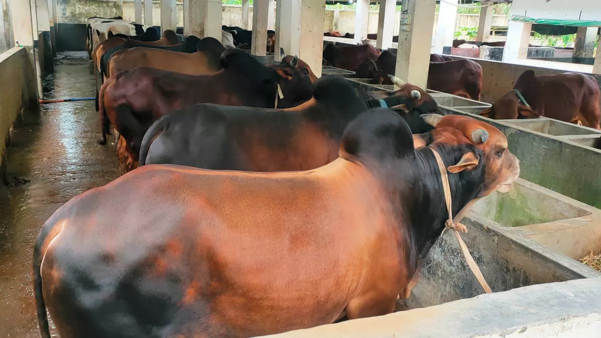 ভাণ্ডারিয়ায় কোরবানি ঘিরে প্রস্তুত ২ হাজার ৩৪ পশু