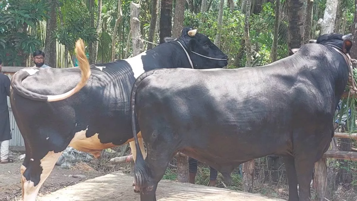 শাহরাস্তির ‘জোড়া কিং’, দাম হাঁকা হচ্ছে ১৩ লাখ