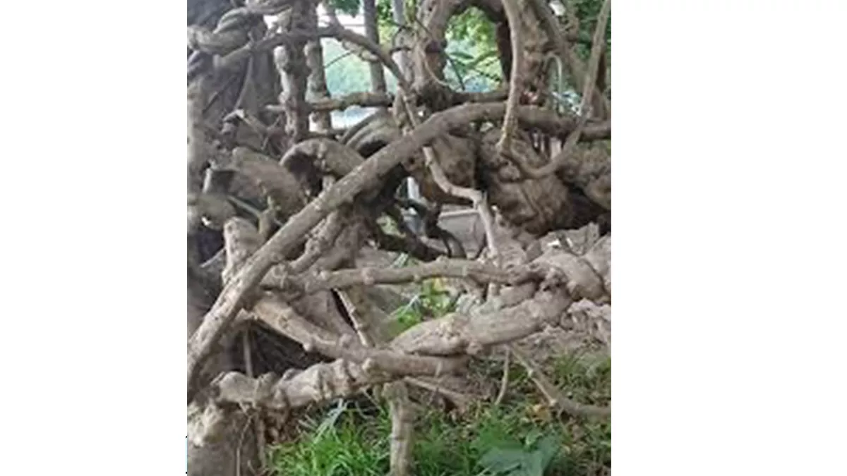 গোড়ায় গলদ বাঞ্ছনীয় নয়