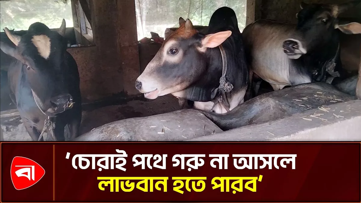 চাকরি না করে গরুর খামারে বাজিমাত আলমগীরের