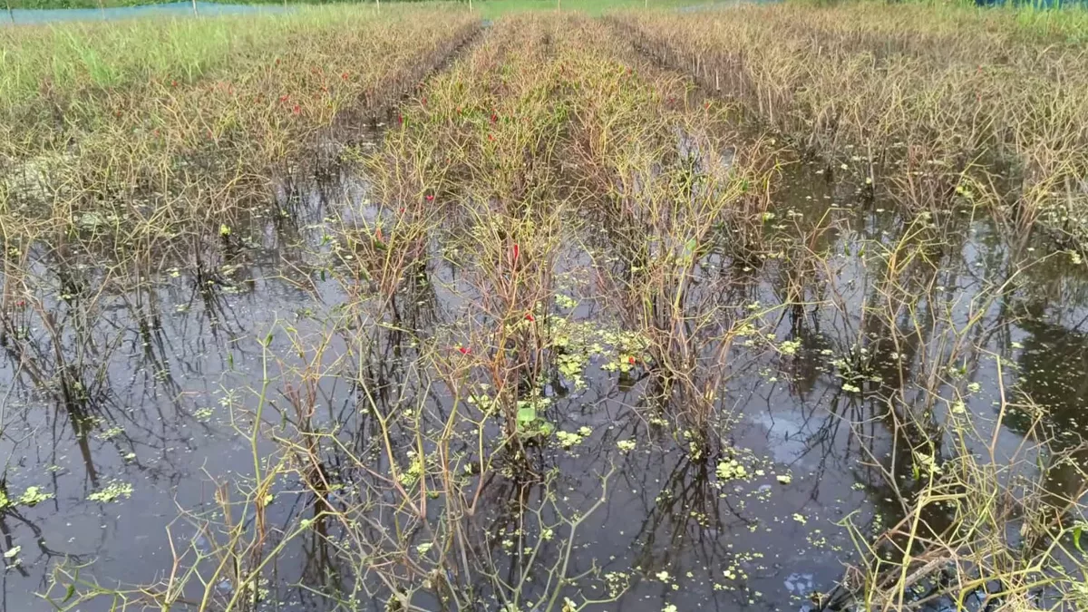 কিশোরগঞ্জে বোরোর পর সবজিতেও বড় ধাক্কা
