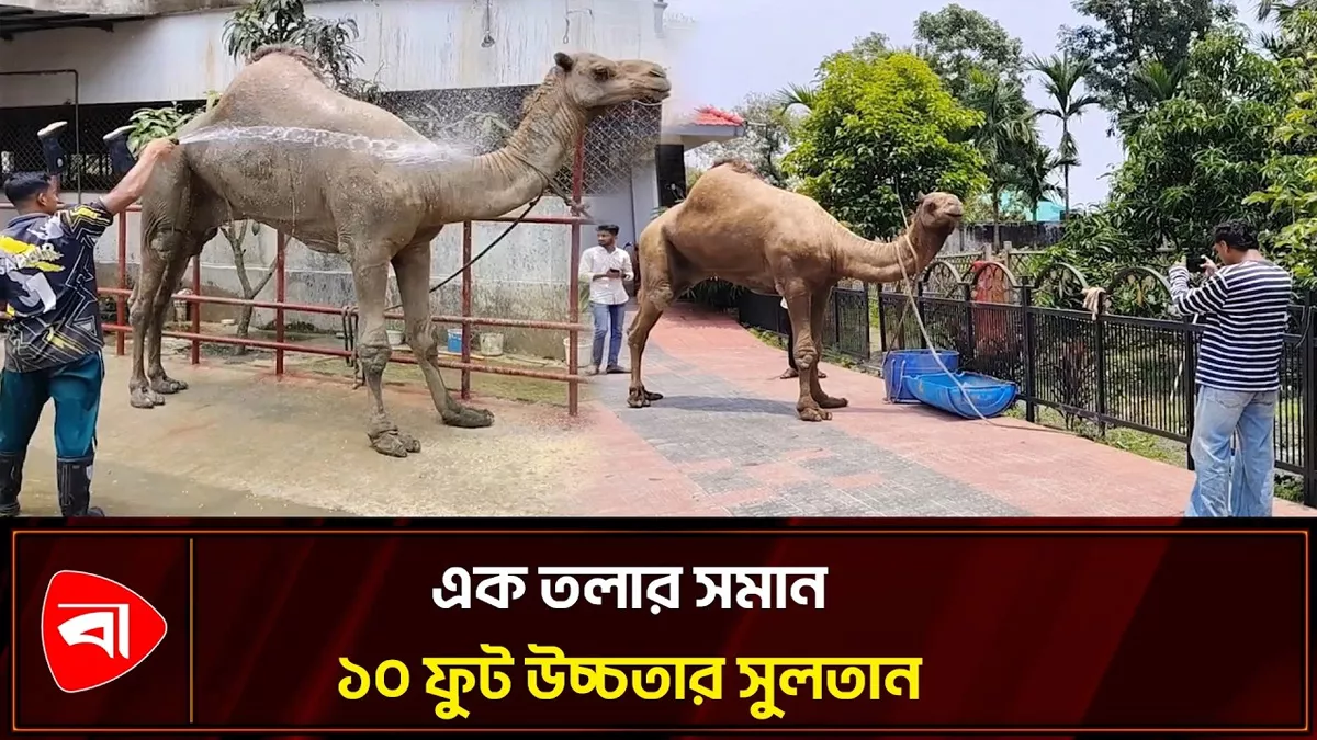 কুমিল্লার খামারে মরুভূমির জাহাজ, এক নজর দেখতে স্থানীয়দের ভিড় 