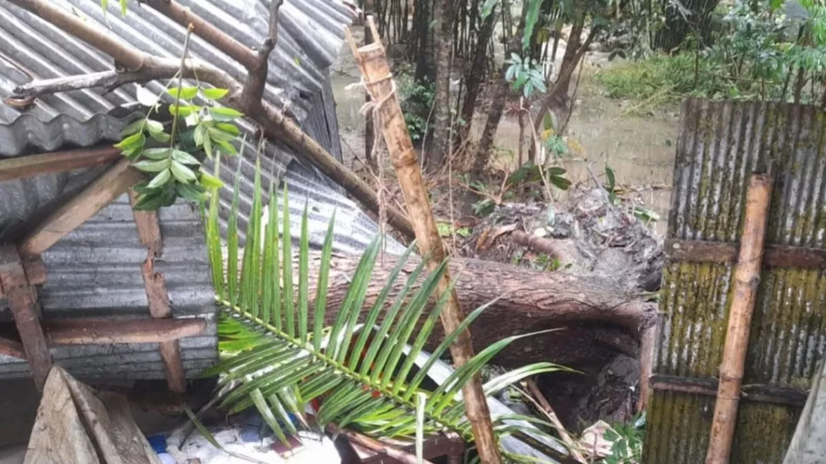 বগুড়ায় ঝড়ের তাণ্ডব: আম কুড়াতে গিয়ে গাছ চাপায় প্রাণ হারালেন নারী