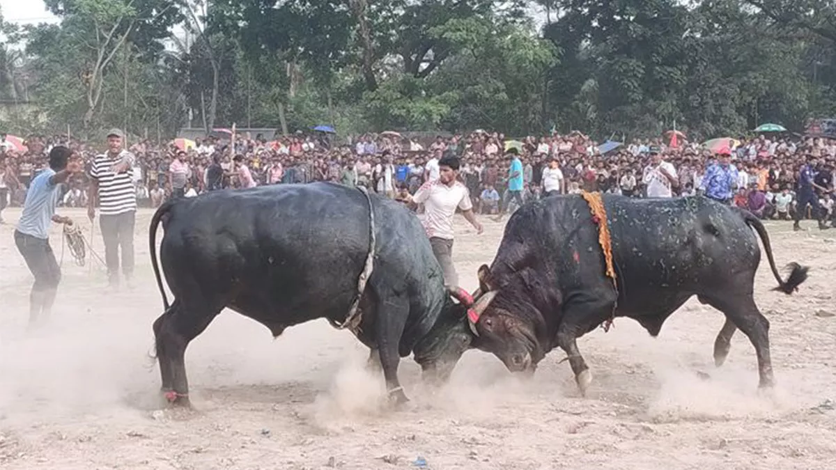 দেশে ষাঁড়ের লড়াই বন্ধে নতুন আইনের প্রস্তাব