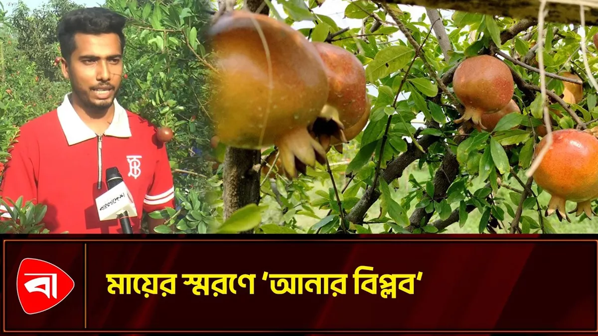 মায়ের শেষ পথ্য থেকে আনার বাগান উদ্যোক্তা