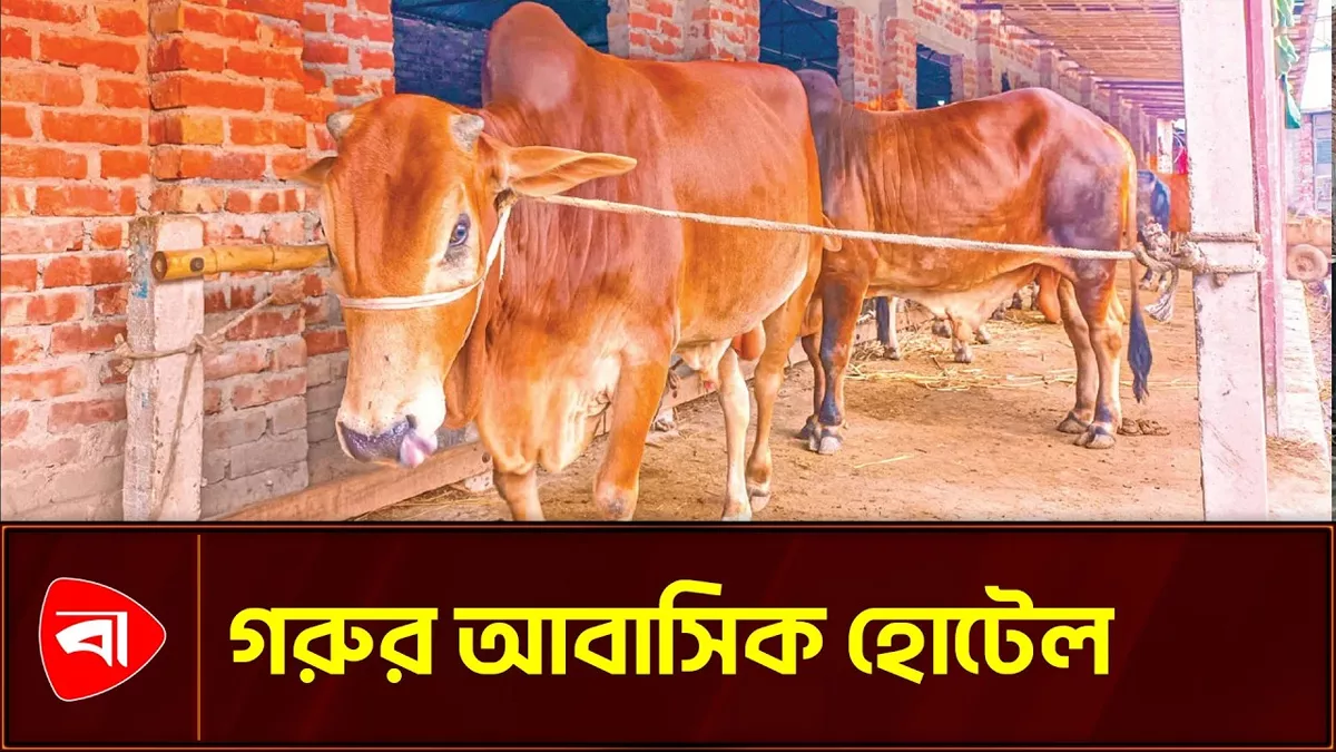 রংপুরে গরুর আবাসিক হোটেল, ৫০ টাকায় সিট