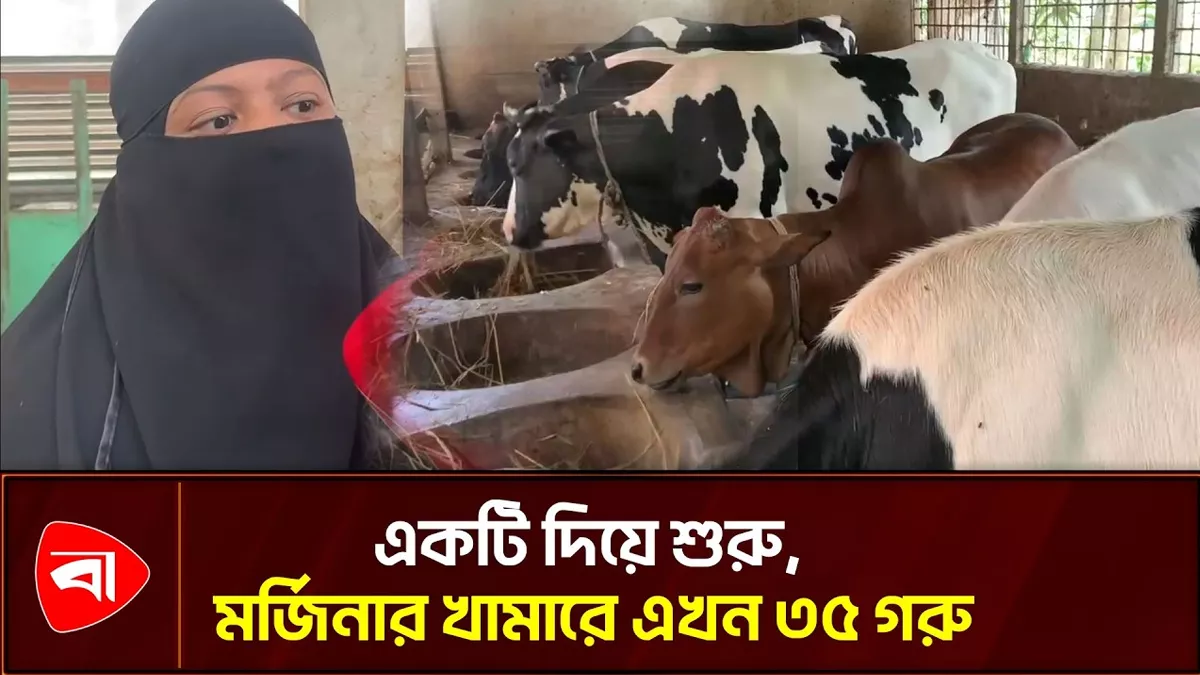 প্রবাসী স্বামীর শখের গরু বদলে দিল মর্জিনার জীবন 