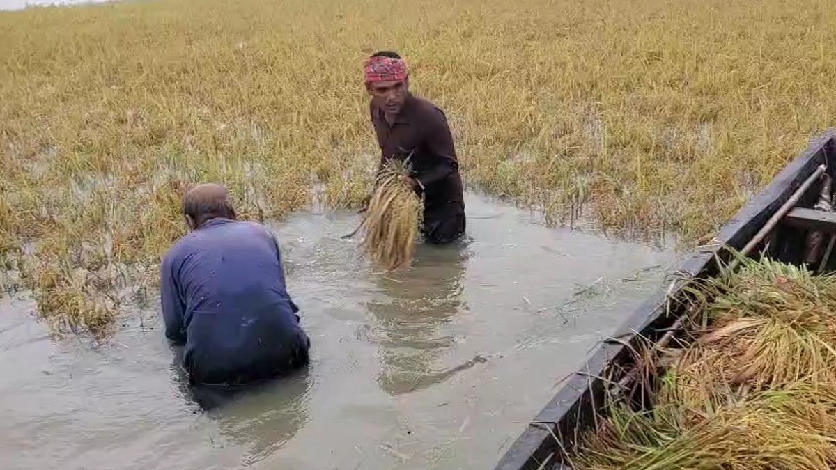 কিশোরগঞ্জে ১২ হাজার হেক্টর জমির ফসল পানিতে