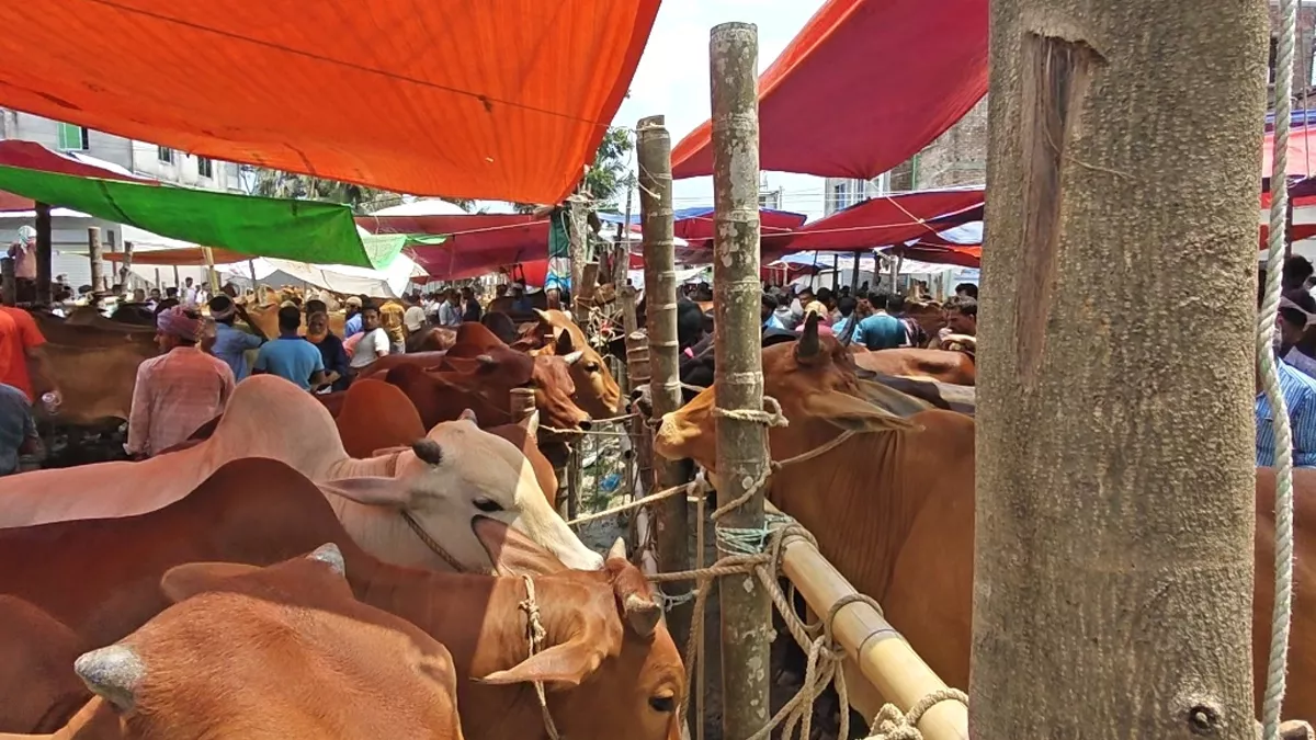 গরুর সরবরাহ বেশি, দাম কমে হতাশ খামারিরা