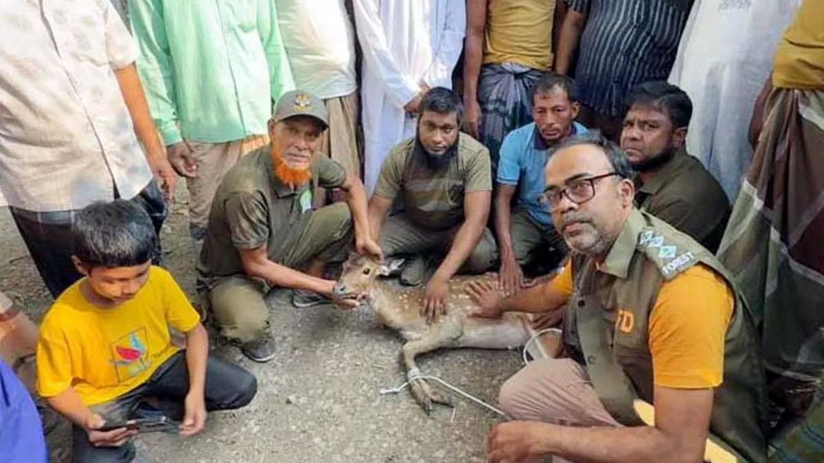 পাথরঘাটায় কুকুরের ধাওয়া খেয়ে বাড়িতে আশ্রয় নিল হরিণ