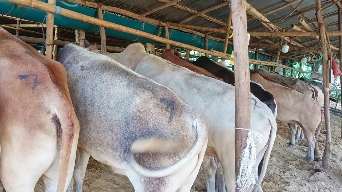 সিলেটে ছড়িয়ে পড়ছে ভারতীয় গরু, অভিযোগ খামারিদের