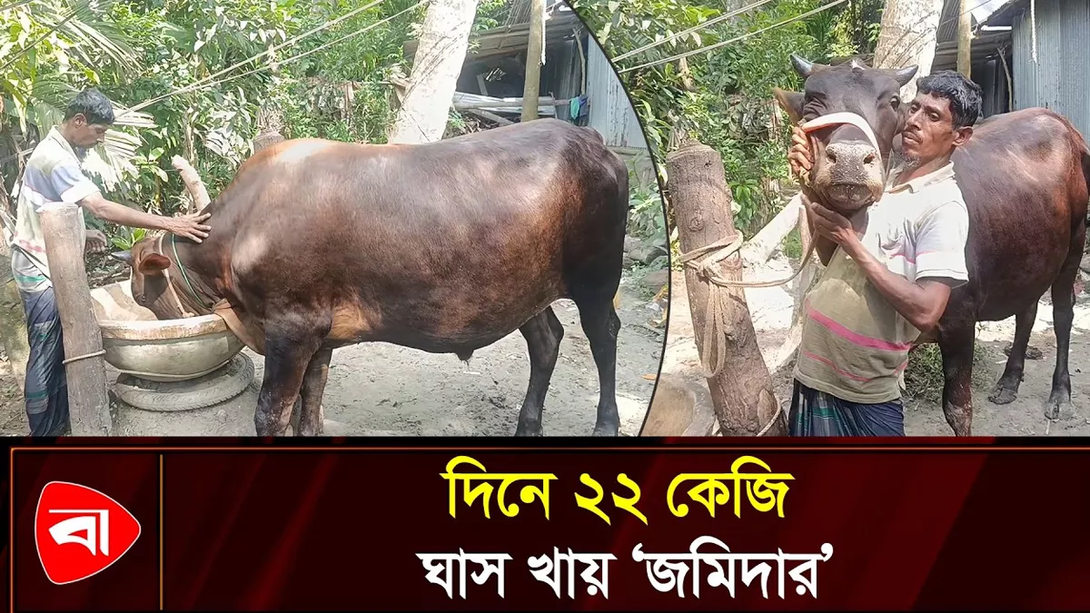  আলোচনায় দেশীয় ষাঁড় ‘জমিদার’, ভালো দামে বিক্রির আশা
