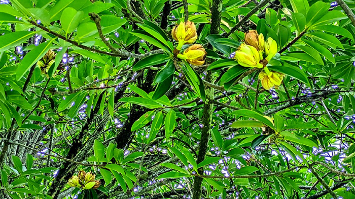 শোভা ছড়াচ্ছে আফ্রিকান মাখন