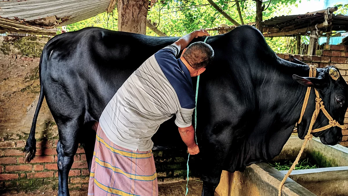 কোরবানির হাট মাতাতে প্রস্তুত ৪০ মণের ‘বাহারাম বাদশা’
