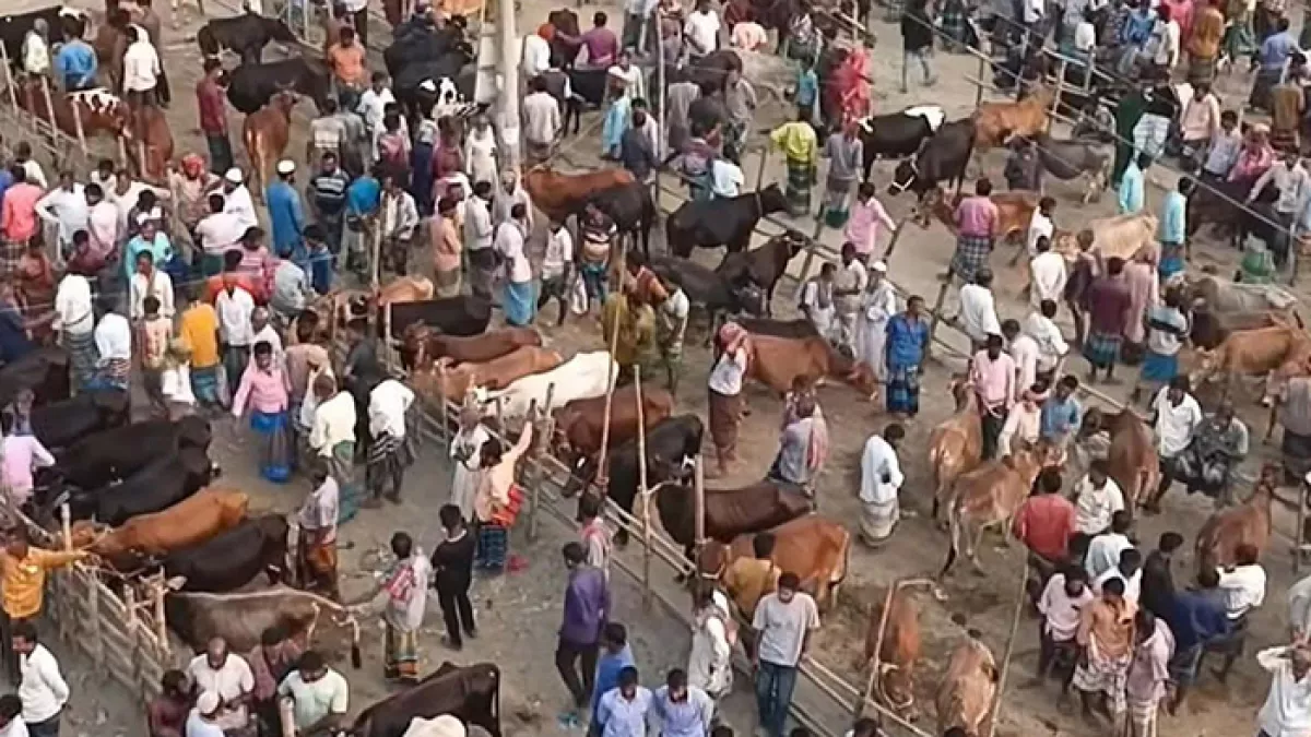 পশুর হাটে মহিষের আক্রমণে নিহত ১, আহত ৬