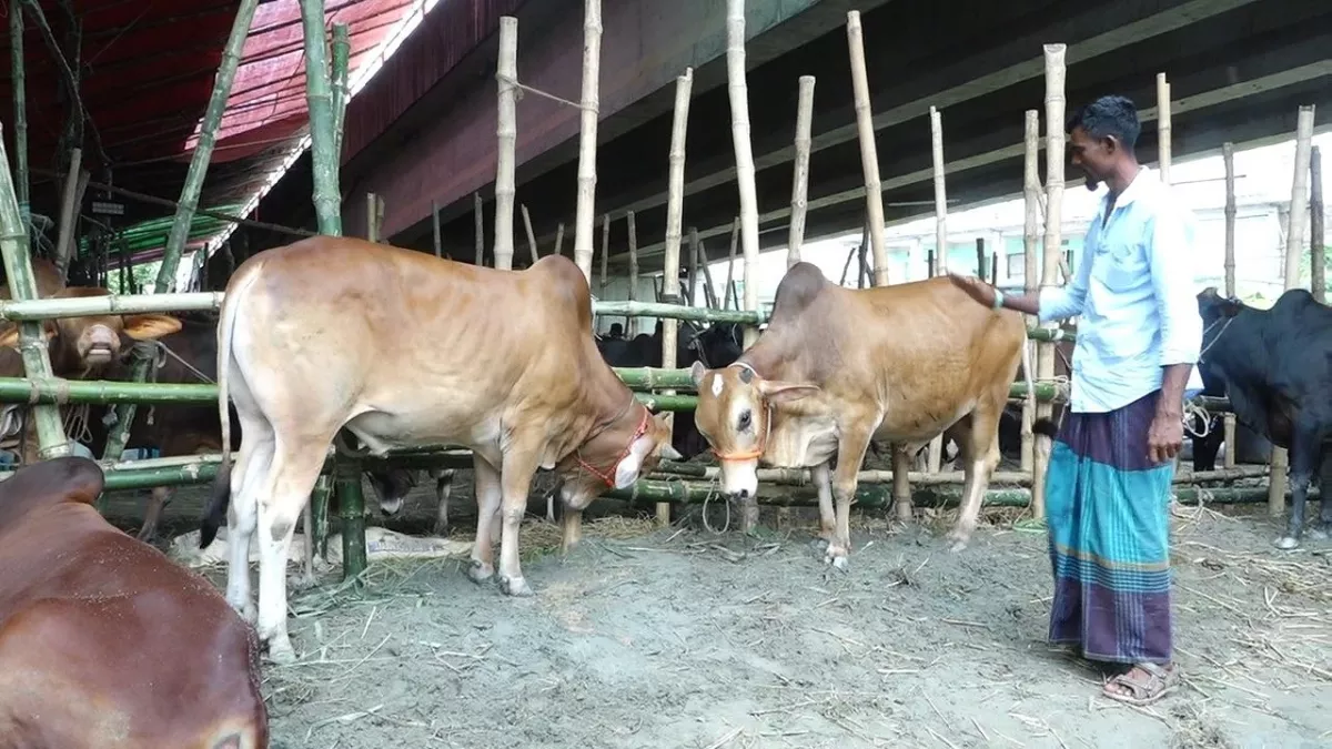 শেষ সময়ে জমে উঠেছে বরিশালের পশুর হাট