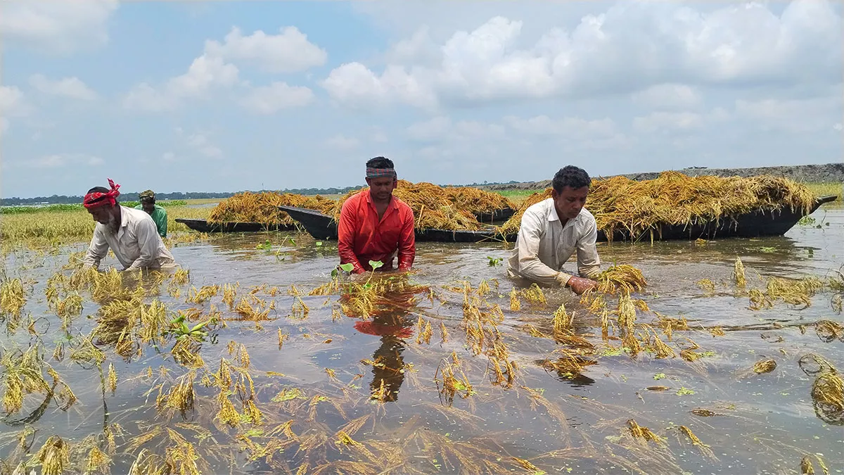 কৃষকের কান্নার দায় কার