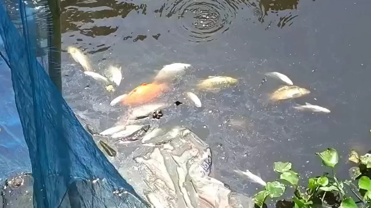 কোরবানির চামড়ার বর্জ্য ফেলে মাছ মেরে ফেলার অভিযোগ