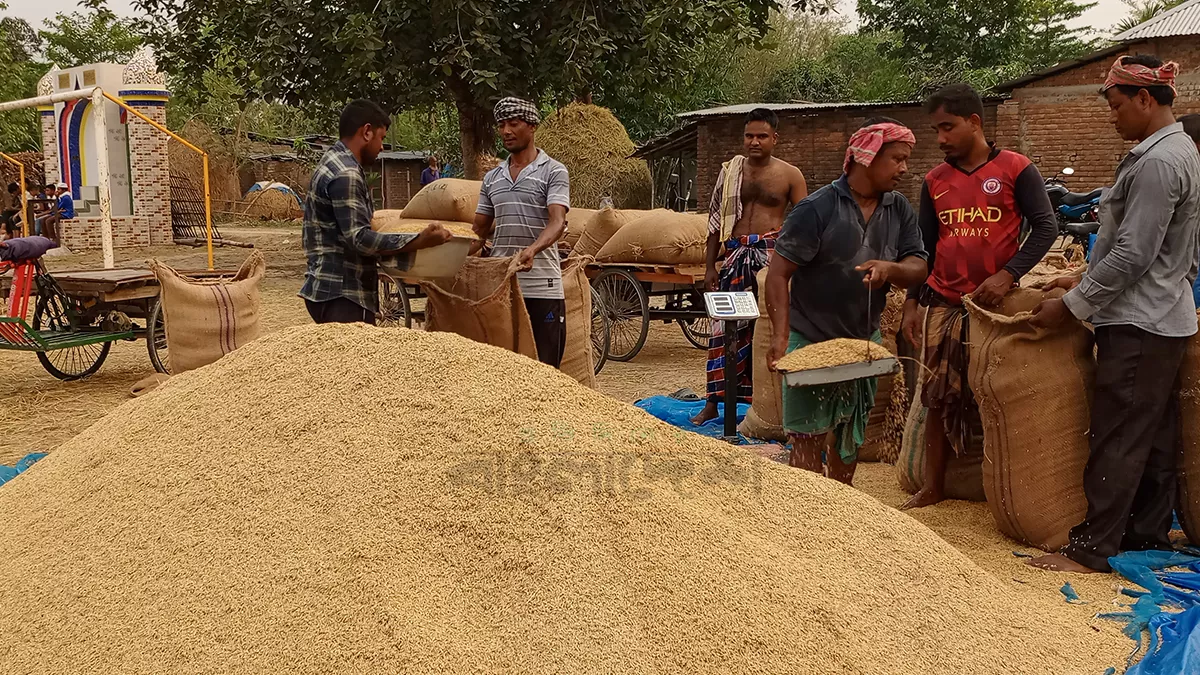 ধানের দাম না থাকায় হতাশায় ফুলবাড়ীর কৃষকরা