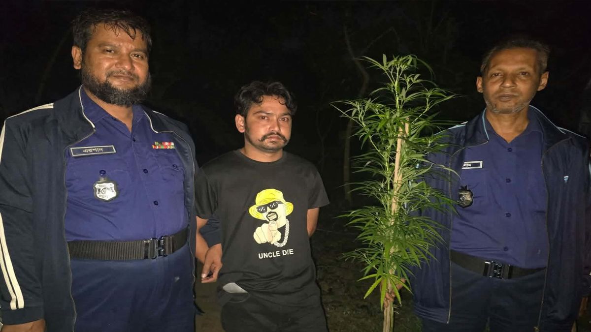 কুমিল্লায় গাঁজার গাছসহ যুবক আটক