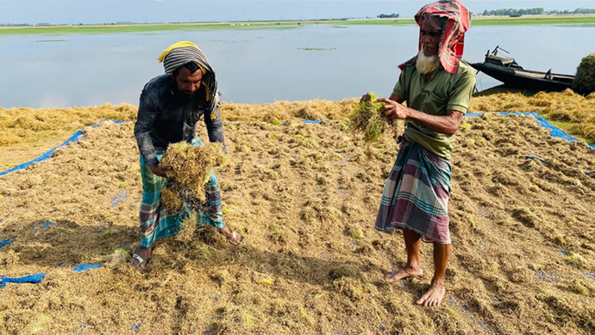 হাওরজুড়ে পচা ধানের গন্ধ