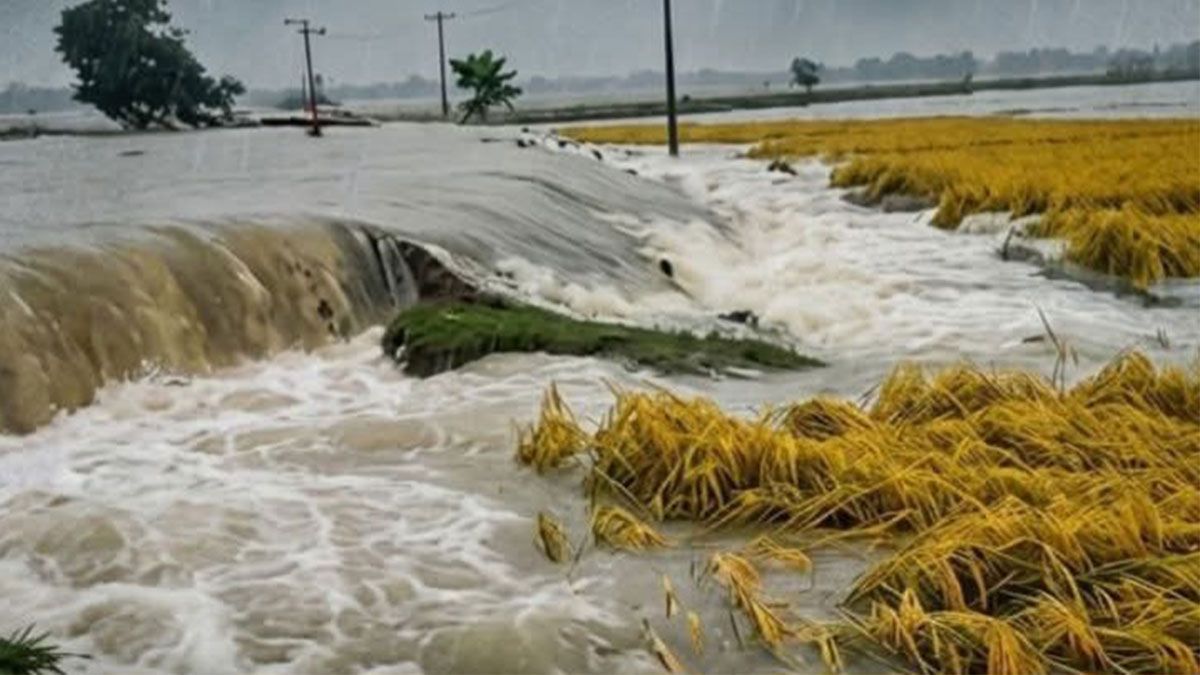 অবহেলায় ডুবল হাওরের ফসল