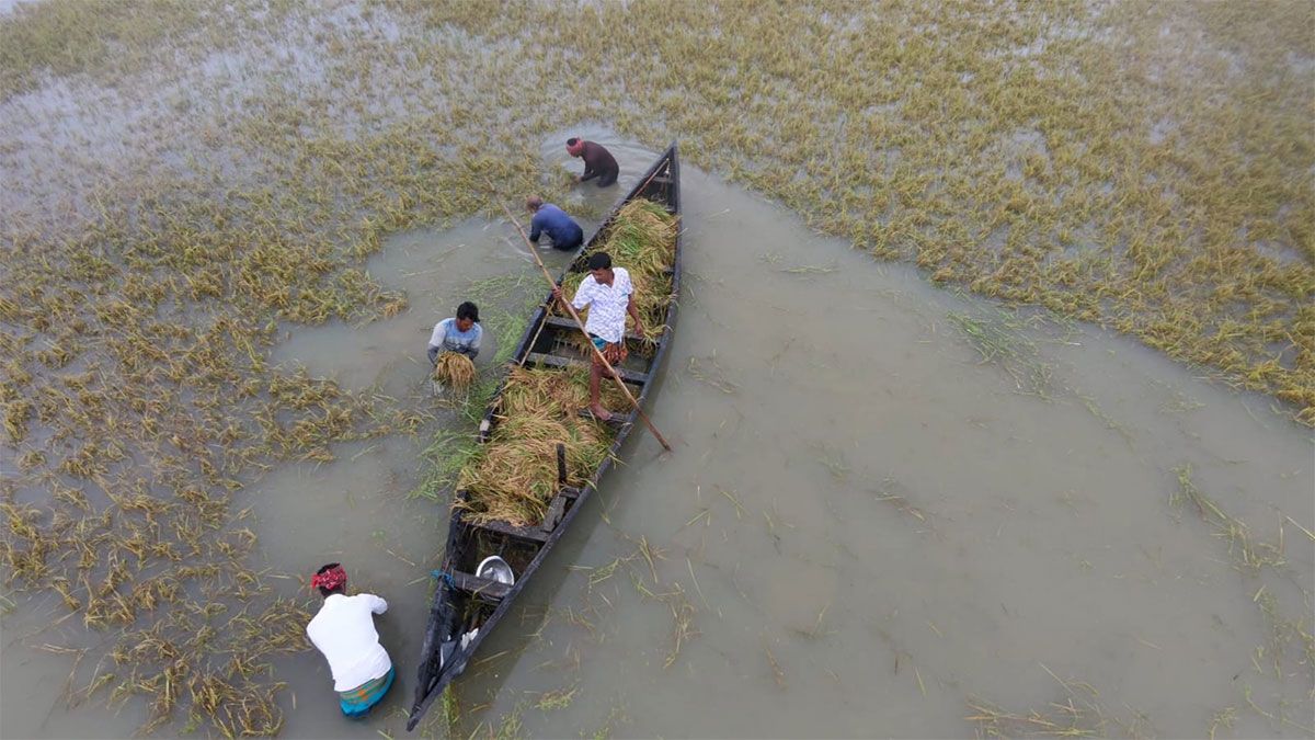 কিশোরগঞ্জে তলিয়ে গেছে ১০ হাজার হেক্টর ধানের জমি