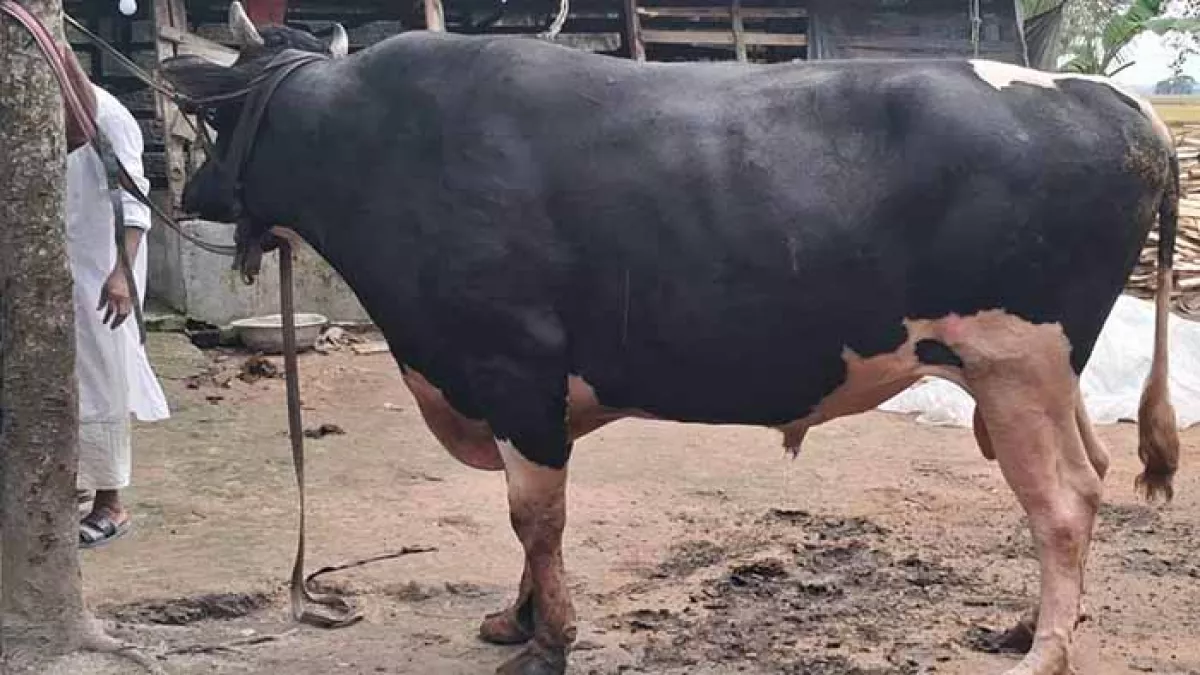 স্বভাবে শান্ত দক্ষিণবঙ্গের ‘কালা পাহাড়’, ওজন ৪২ মণ