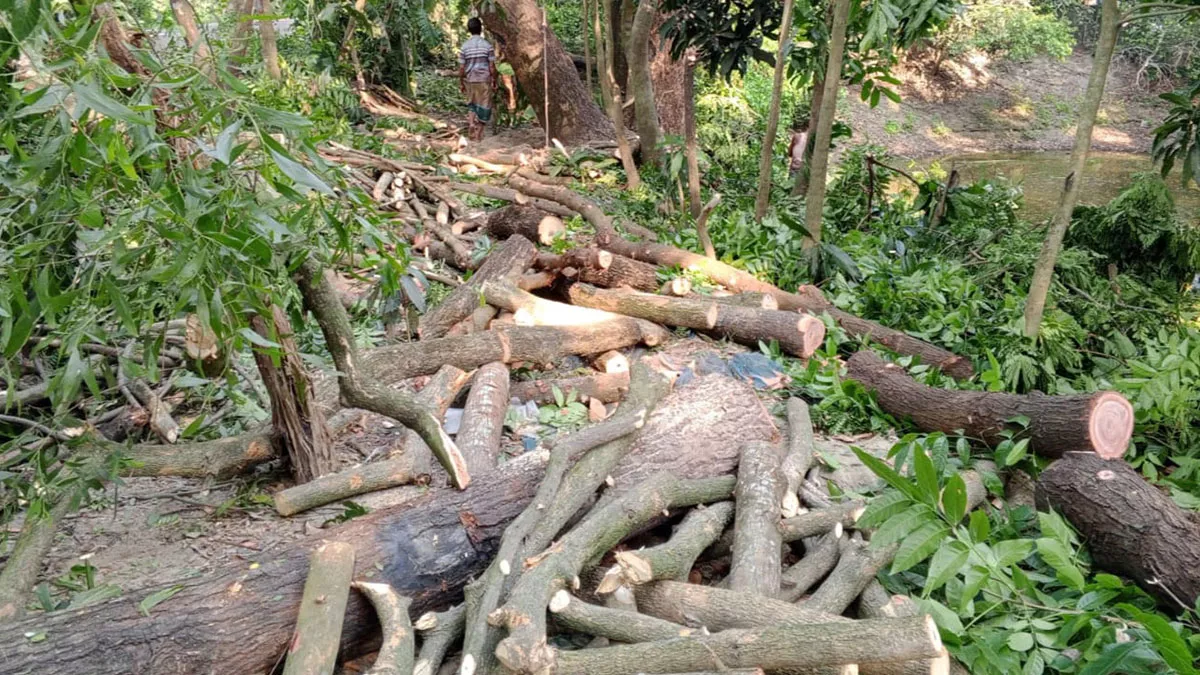 কমলনগরে নিলামের আগেই সরকারি গাছ কাটার অভিযোগ