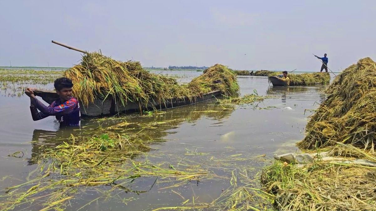 হাওরাঞ্চলে রবিবার থেকে ধান-চাল কিনবে সরকার