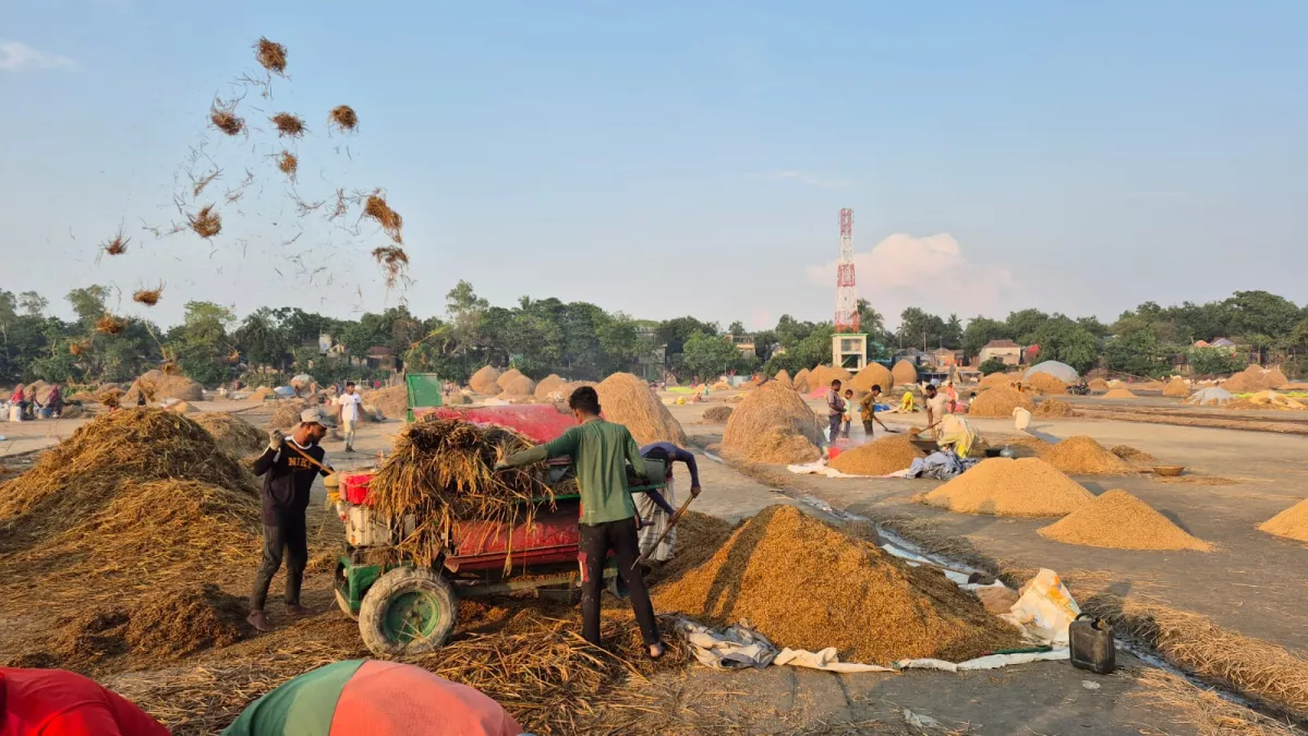 হাওরে স্বস্তির রোদ: ধান শুকাতে ব্যস্ত কৃষক