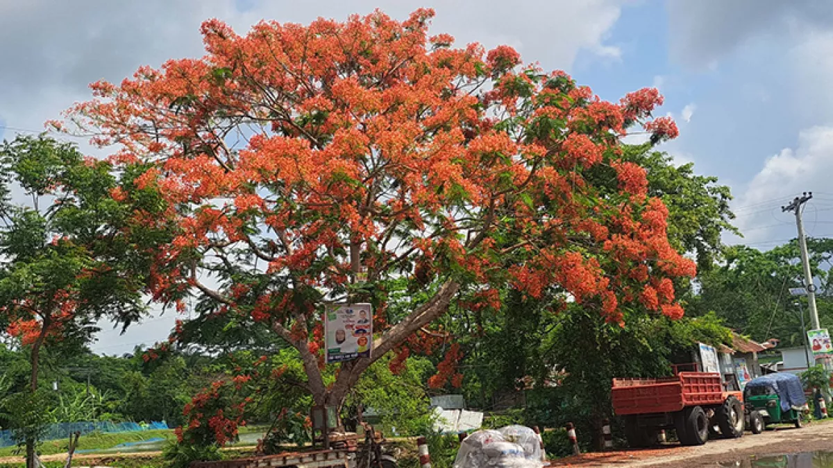 কৃষ্ণচূড়ায় আগুনরঙা হাসি