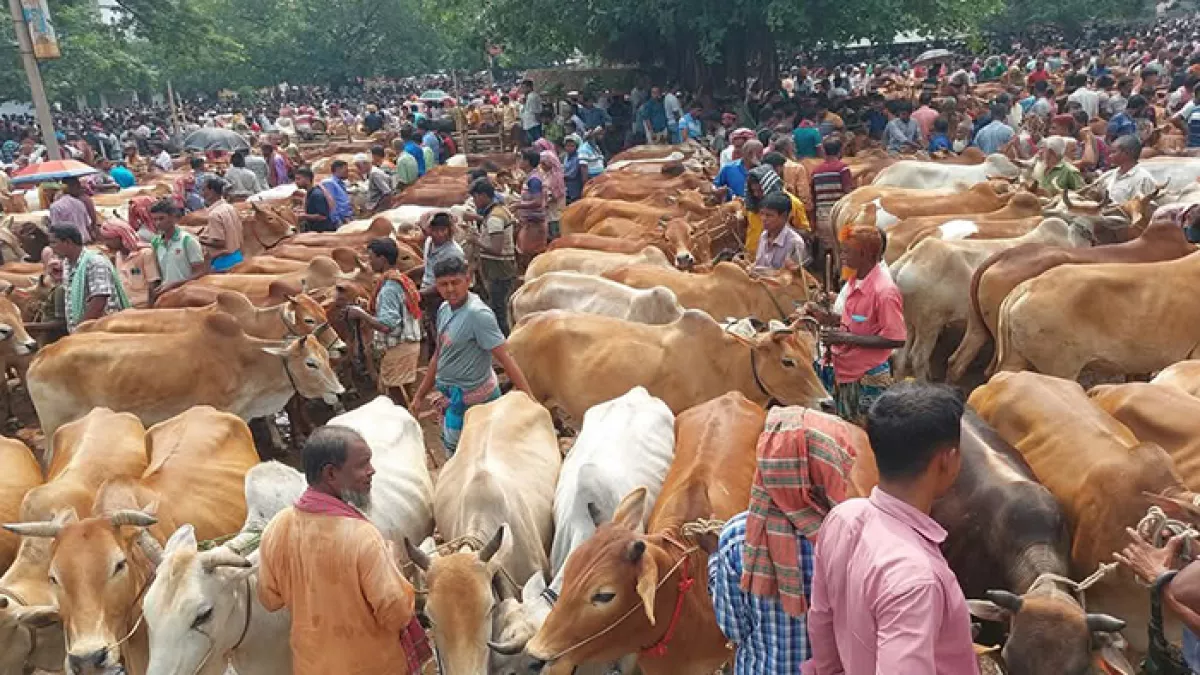 পশুর হাট ঘিরে রক্তক্ষয়ী সংঘর্ষের আশঙ্কা