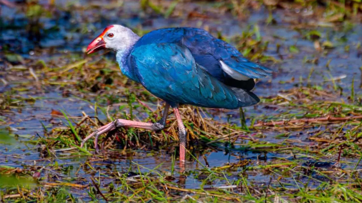 নজরকাড়া ‘বেগুনি কালিম’