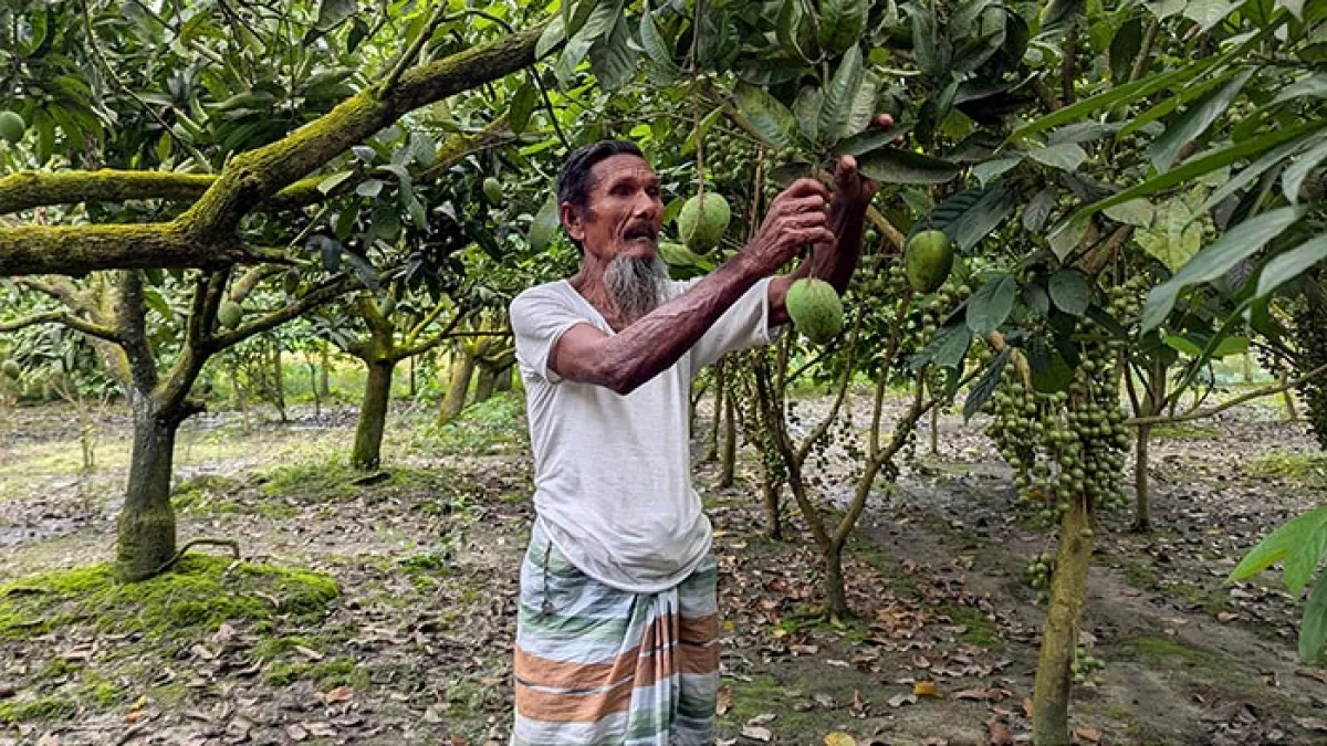 সাত হাজার কোটি টাকার আম-বাণিজ্যের সম্ভাবনা