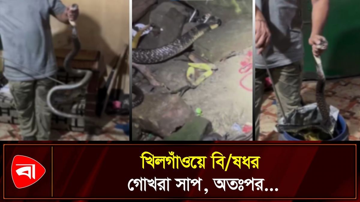 ঢাকায় গোখরা সাপ উদ্ধার করলেন বন্যপ্রাণী বিশেষজ্ঞ আদনান আজাদ