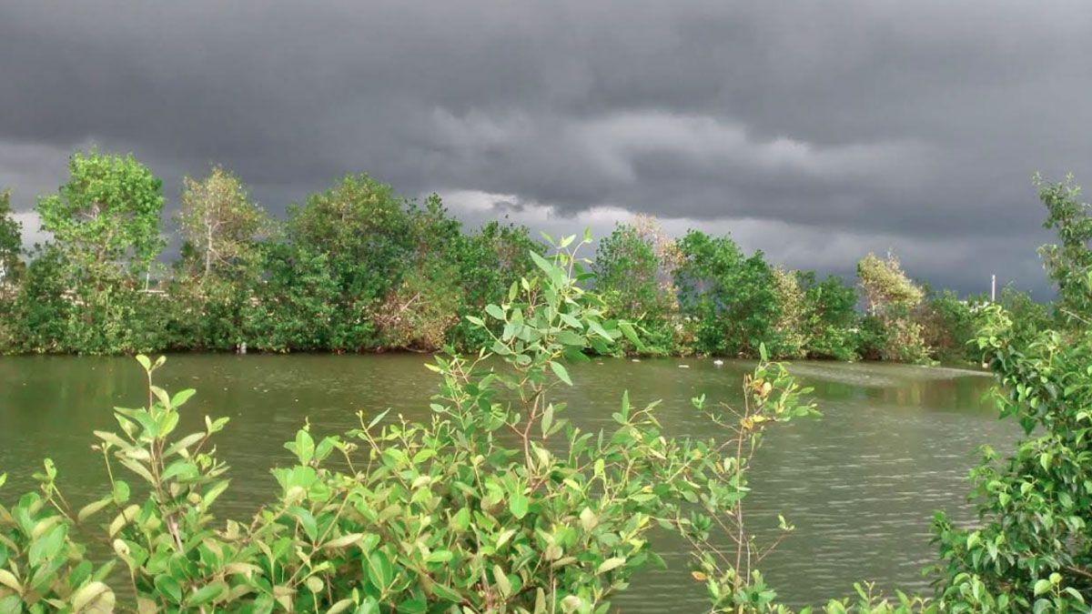 সুন্দরবনের খুলনা রেঞ্জে সহ–ব্যবস্থাপনা কমিটি অকার্যকর