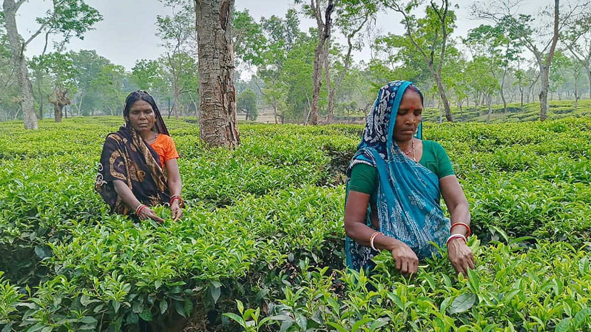 সবুজের আড়ালে ‘ধূসর বঞ্চনার ছাপ’ সবুজ পাতার কারিগরদের