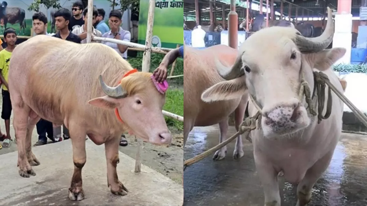 ‘ডোনাল্ড ট্রাম্পের’ চেয়ে দাম বেশি ‘নেতানিয়াহুর’