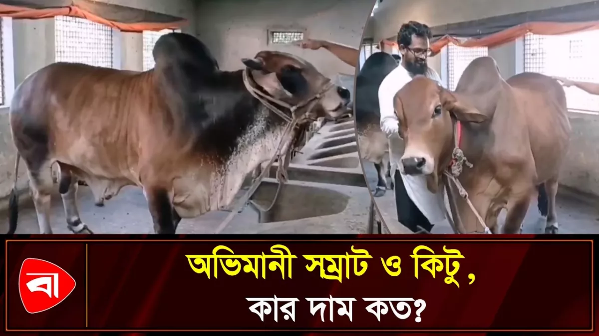 দিনাজপুরে কোরবানির জন্য প্রস্তুত জোড়া ষাঁড়, খামারে দর্শনার্থীদের ভিড়