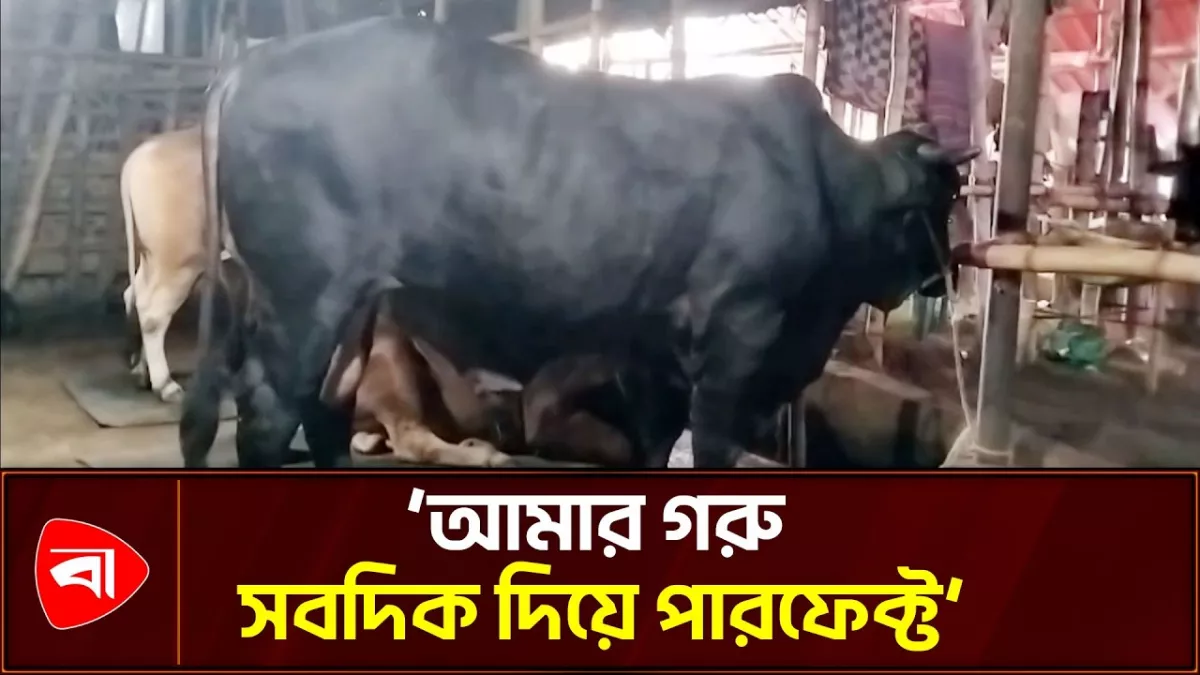নজর কাড়ছে বিবিরহাটের ’কালু’