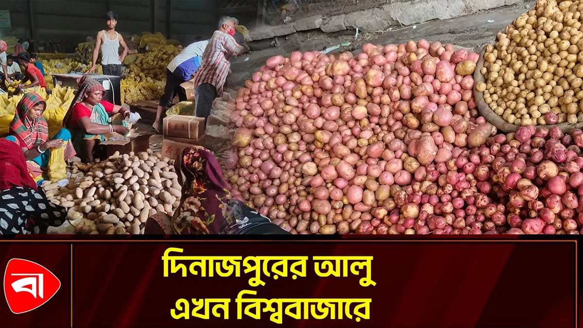 রপ্তানি হচ্ছে দিনাজপুরের আলু, বড় সাফল্যের সম্ভাবনা 